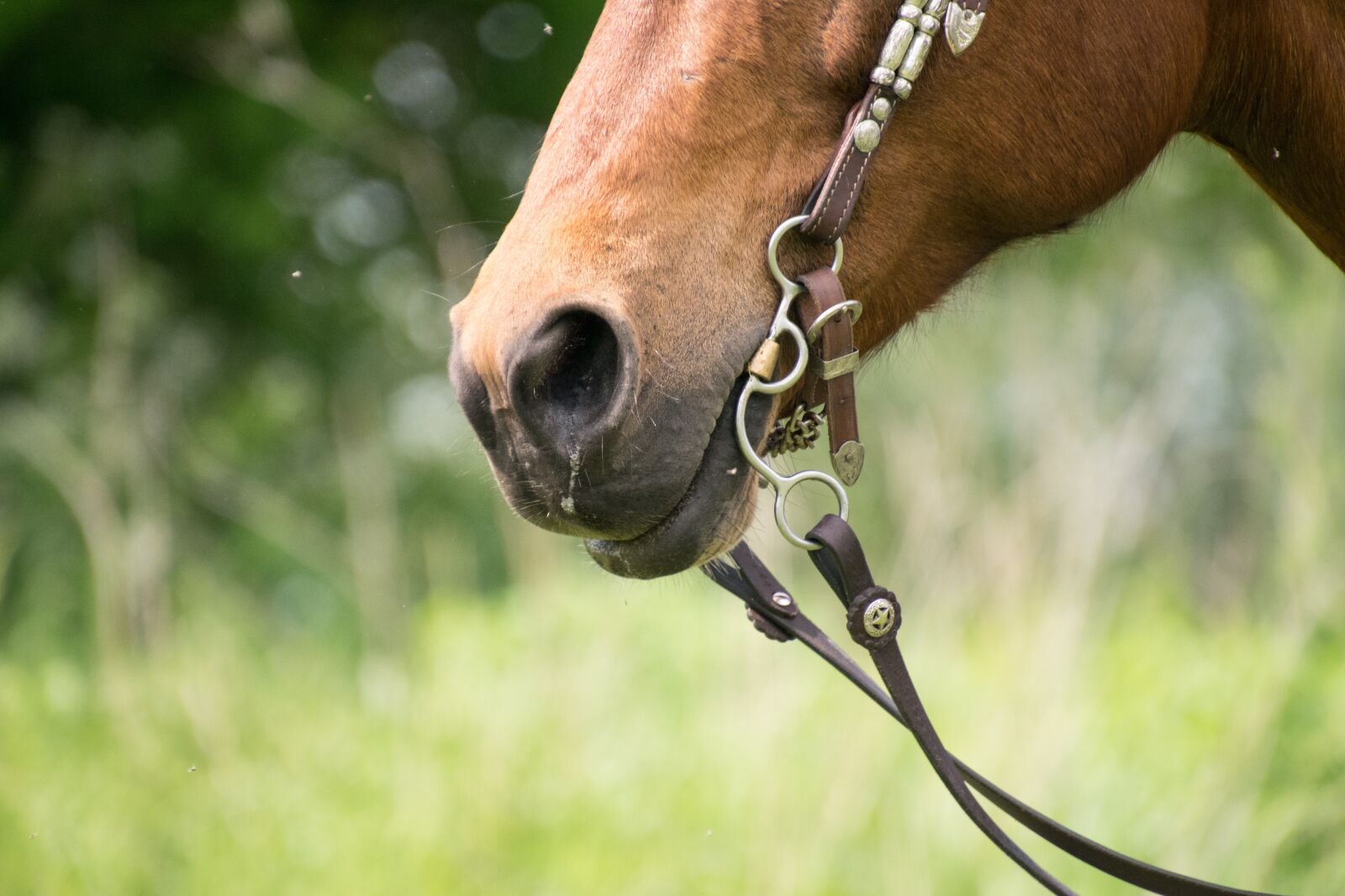 Nikon D3300 sample photo. Horse, nose, nostrils photography