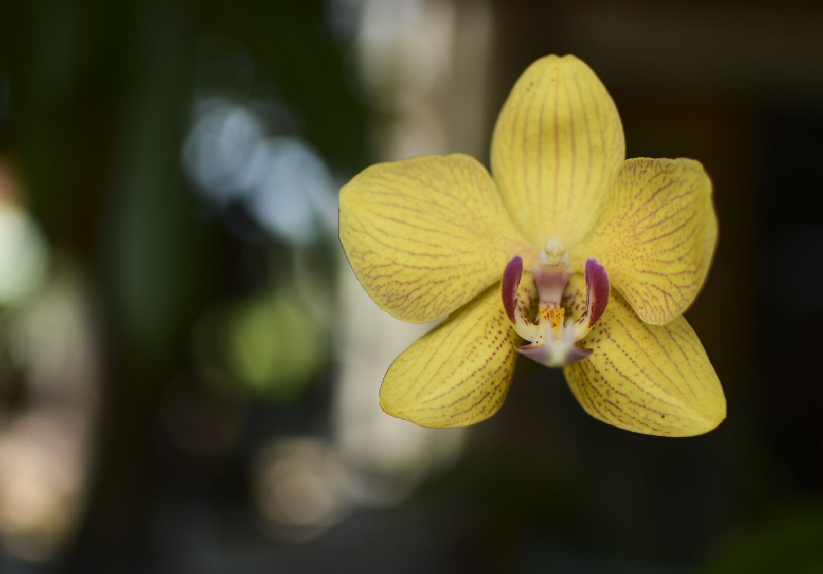 Nikon D3400 sample photo. Flower, orchid, pentagram photography