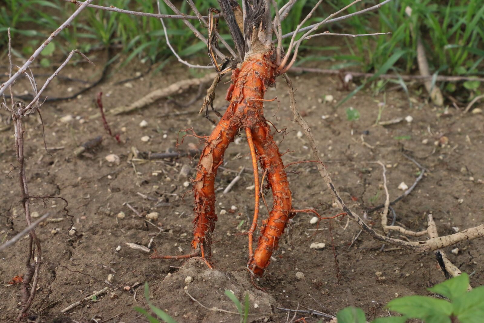 Canon EOS 70D sample photo. Root, earth, plant photography