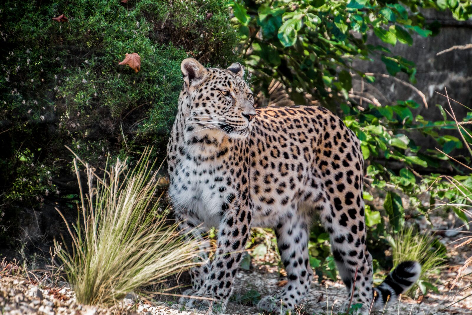 Canon EOS 70D sample photo. Leopard, persian leopard, portrait photography