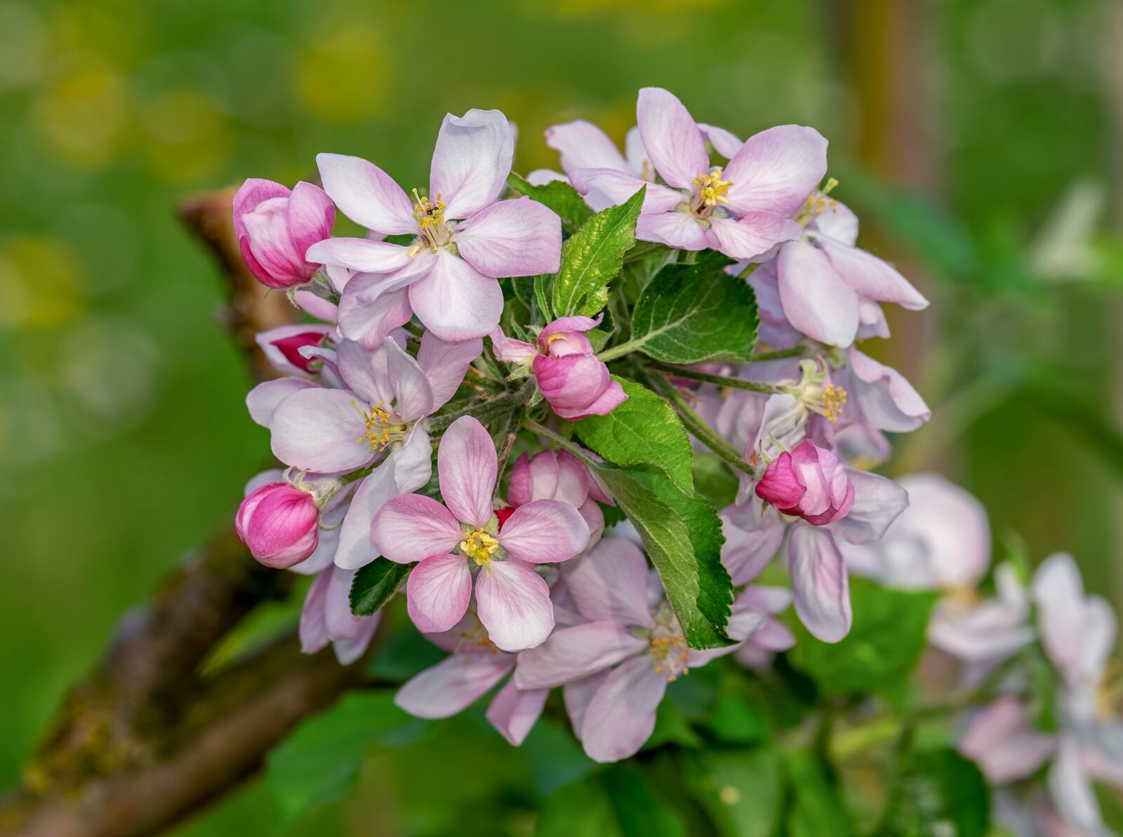 Fujifilm XF 55-200mm F3.5-4.8 R LM OIS sample photo. Apple blossom, apple tree photography