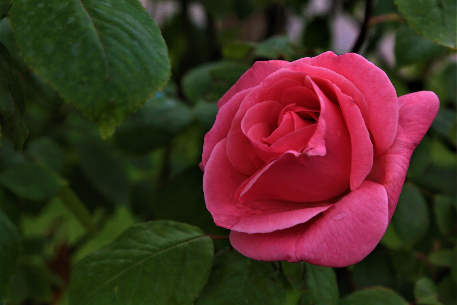 Canon EOS 5D Mark III sample photo. Rose, spring, nature photography