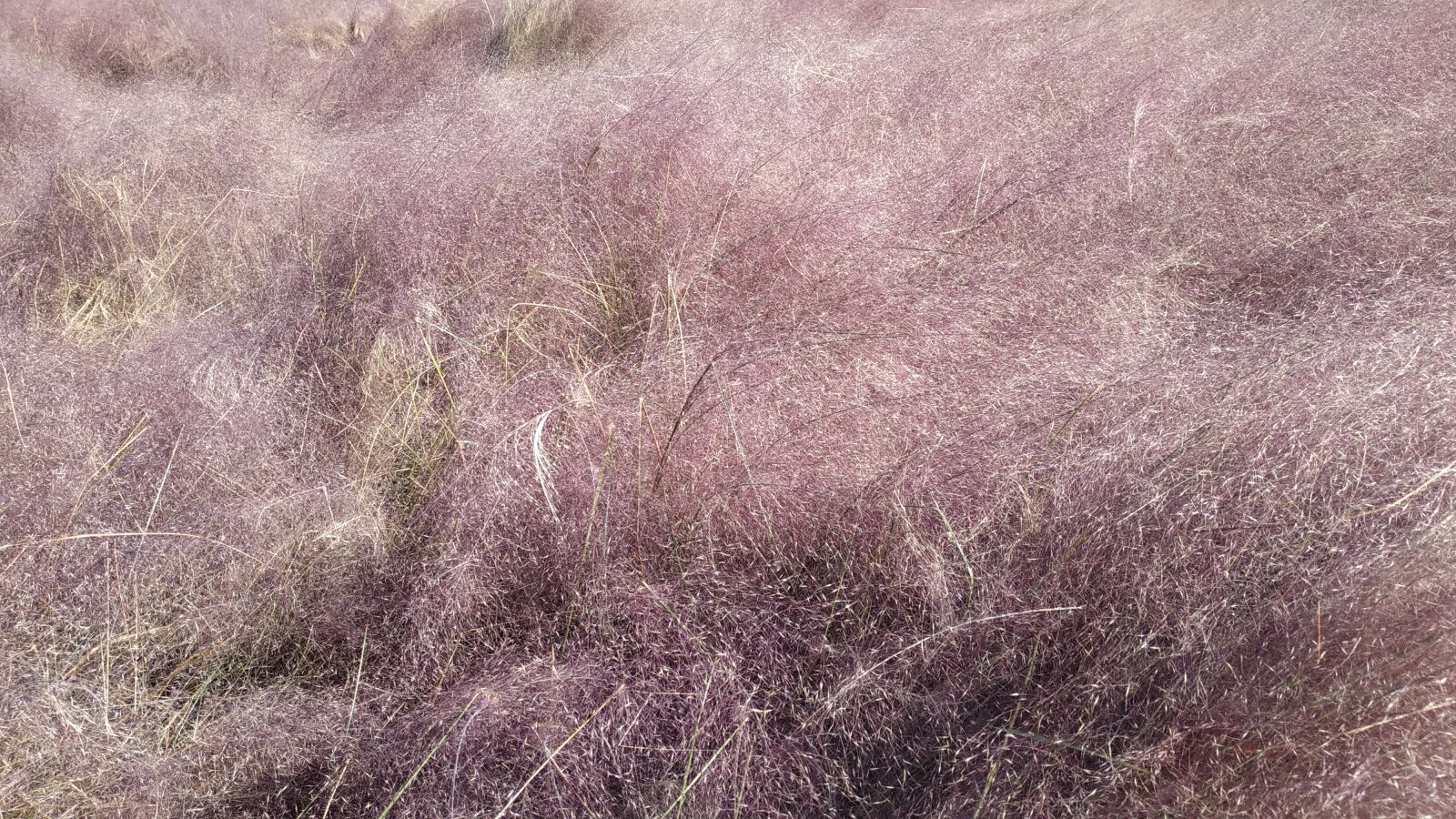 Xiaomi Redmi Note 5 sample photo. Reeds, korea, trabel photography