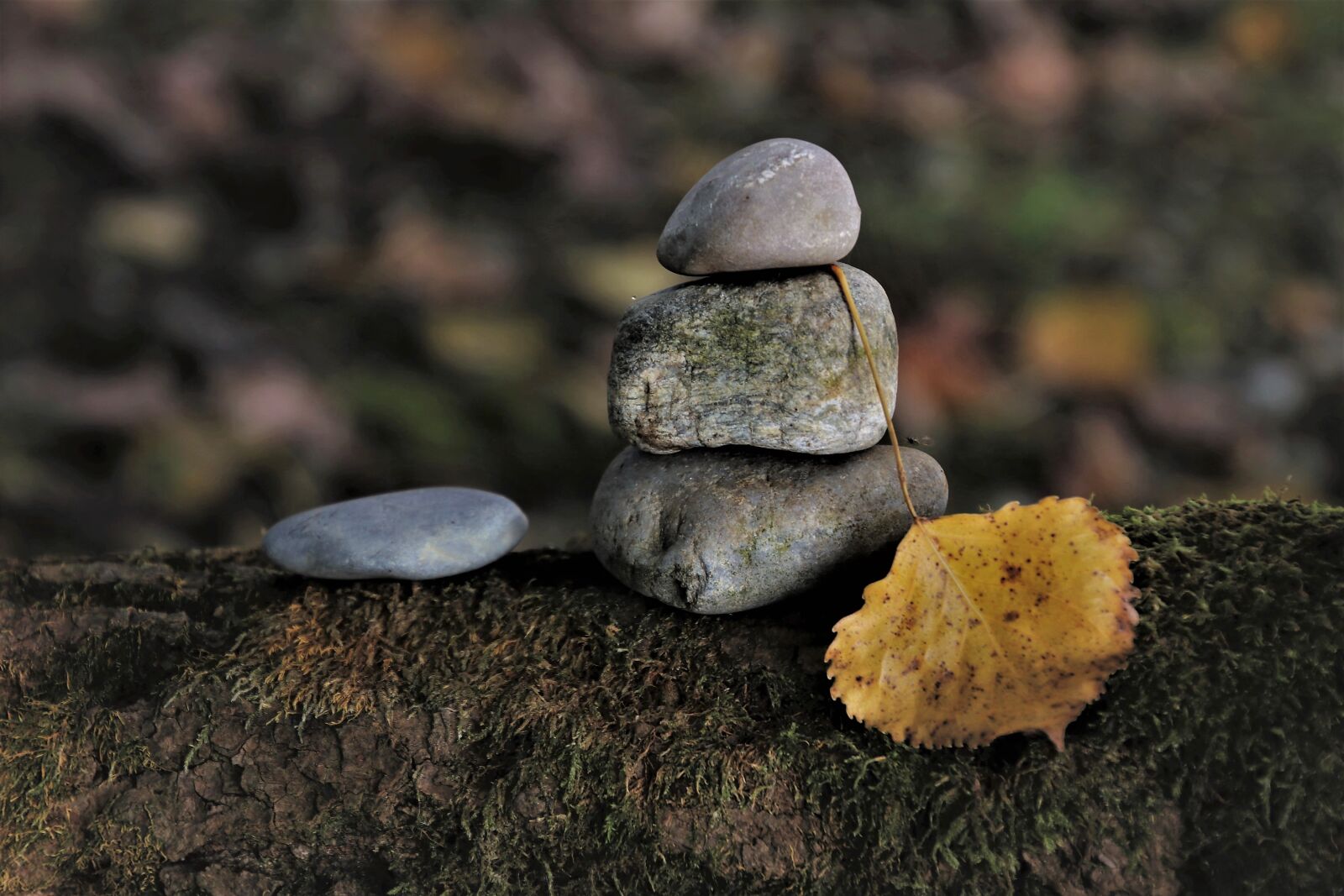 Canon EOS 80D sample photo. Pebbles, in the fall photography