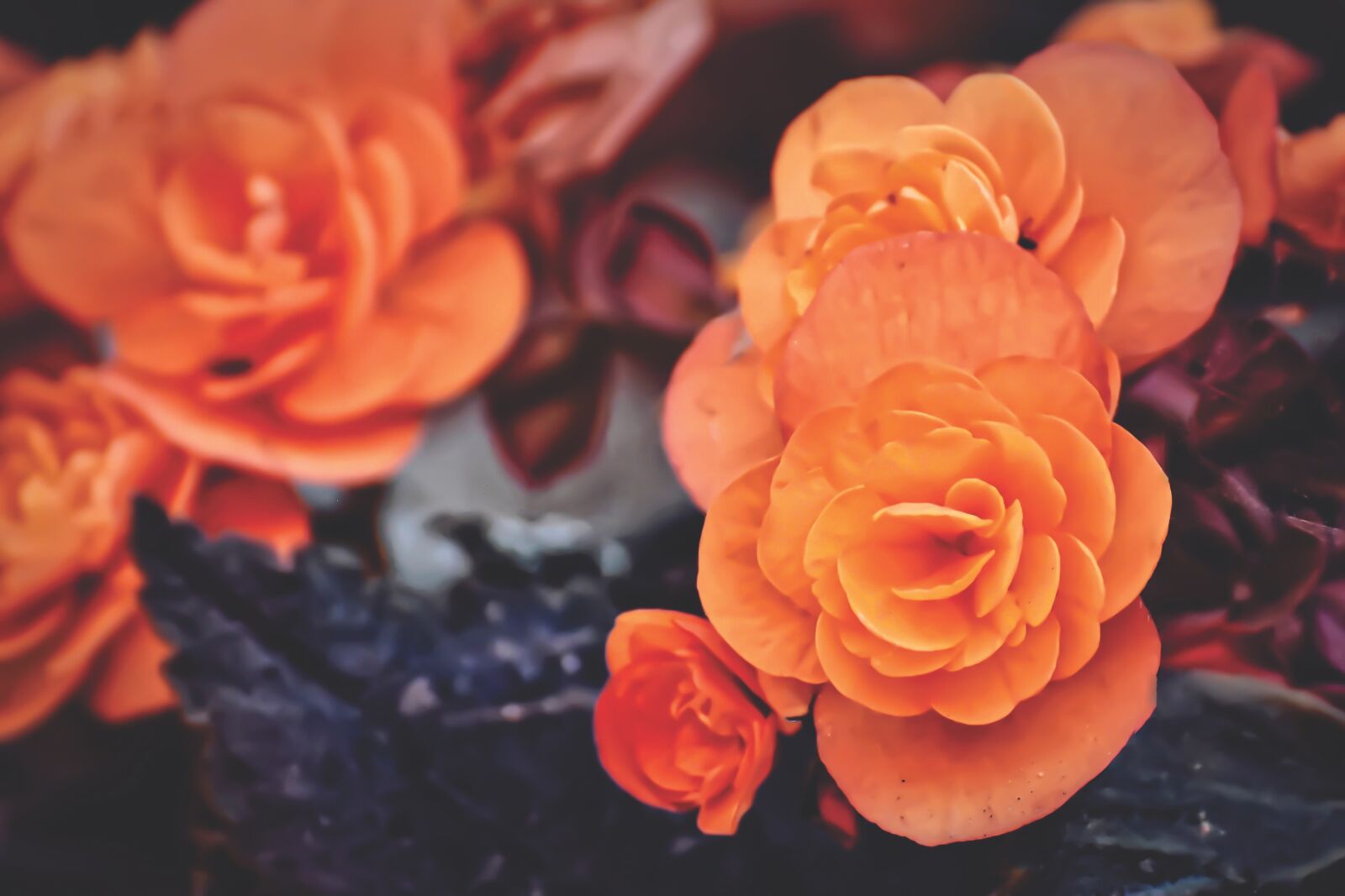 Nikon D7200 sample photo. Roses, orange, color photography