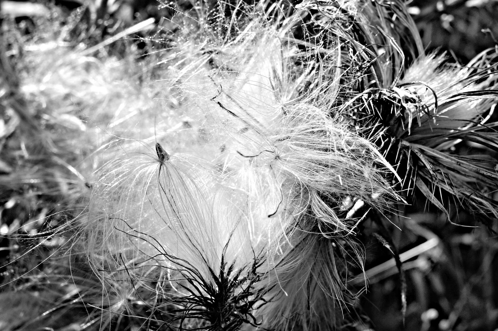 Sony Cyber-shot DSC-RX100 sample photo. Flower, milk, thistle, plant photography