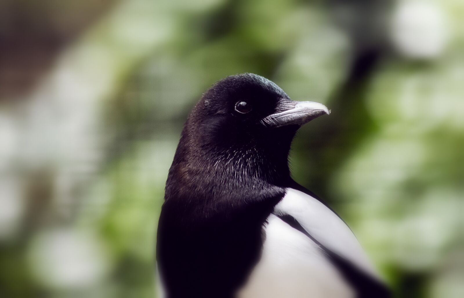 Canon EF 70-300mm F4-5.6 IS USM sample photo. Elster, bird, animal photography
