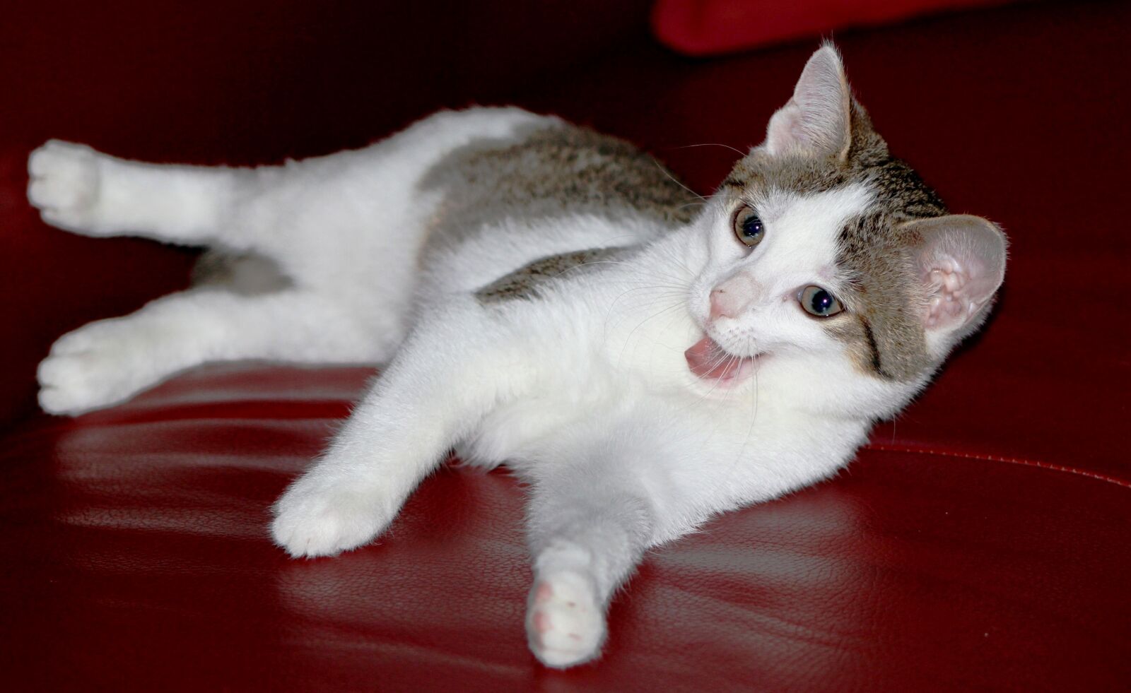 Canon EOS 600D (Rebel EOS T3i / EOS Kiss X5) sample photo. Kitten, tongue, cat photography