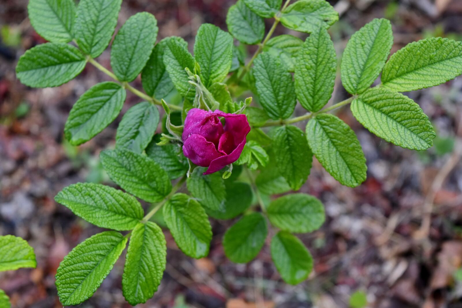 Nikon D5500 sample photo. Rose, flower, leaf, shrub photography