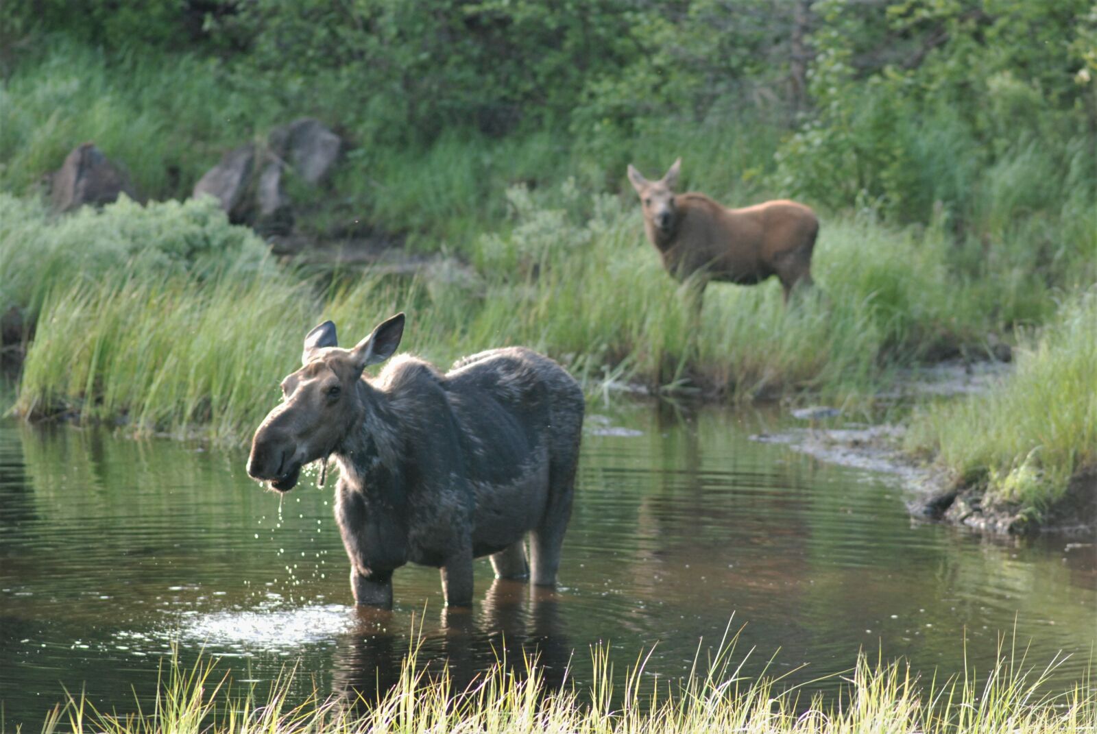 Nikon D80 sample photo. Moose, pair, moose and photography