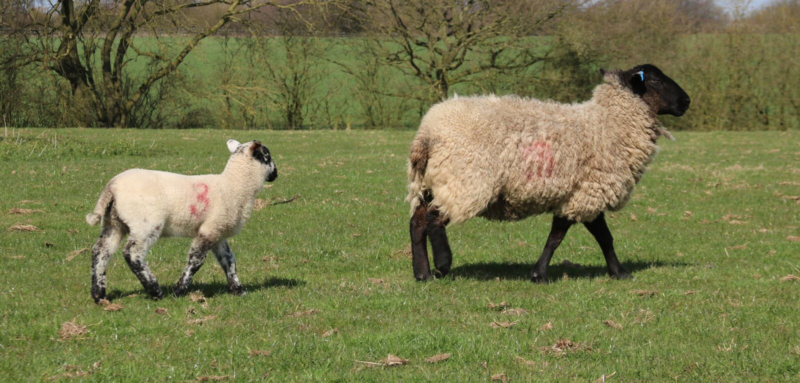 Canon EF 28-135mm F3.5-5.6 IS USM sample photo. Sheep, lamb, field photography