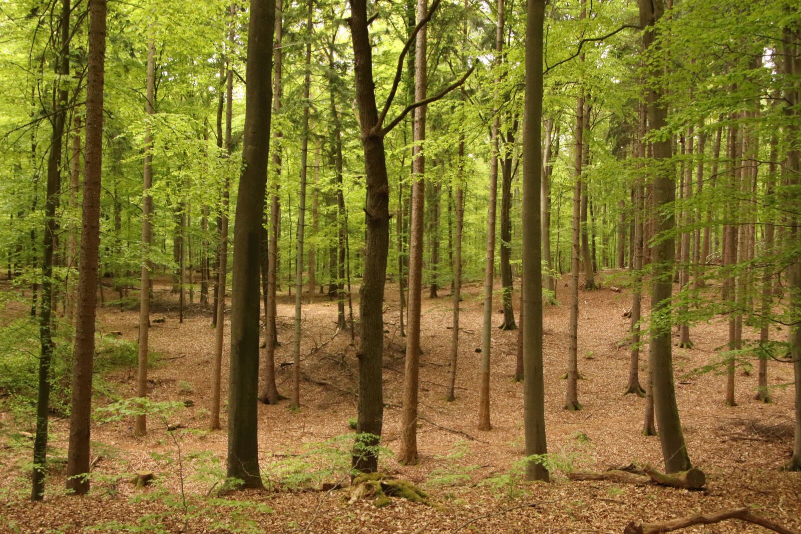 Canon EOS 77D (EOS 9000D / EOS 770D) sample photo. Forest, tree, nature photography