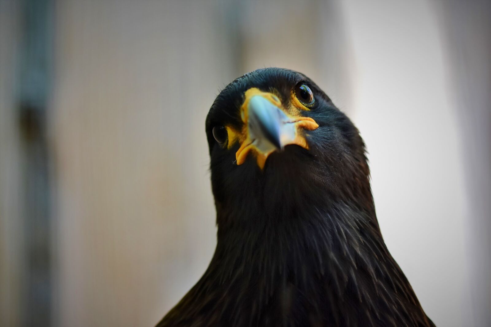 Nikon D7200 sample photo. Buzzard, harris hawk, raptor photography
