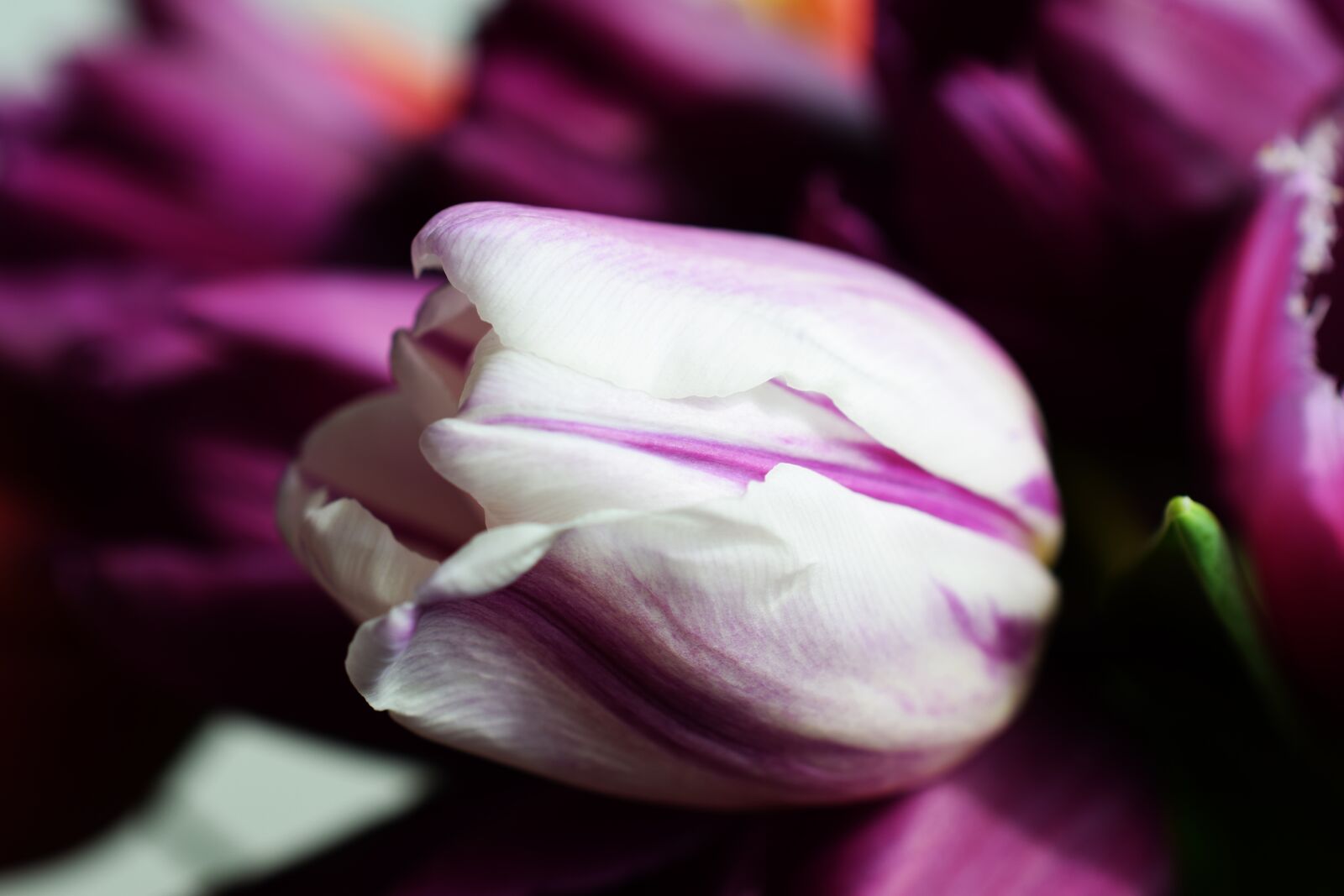 Nikon D5300 sample photo. Tulips, spring, white flower photography