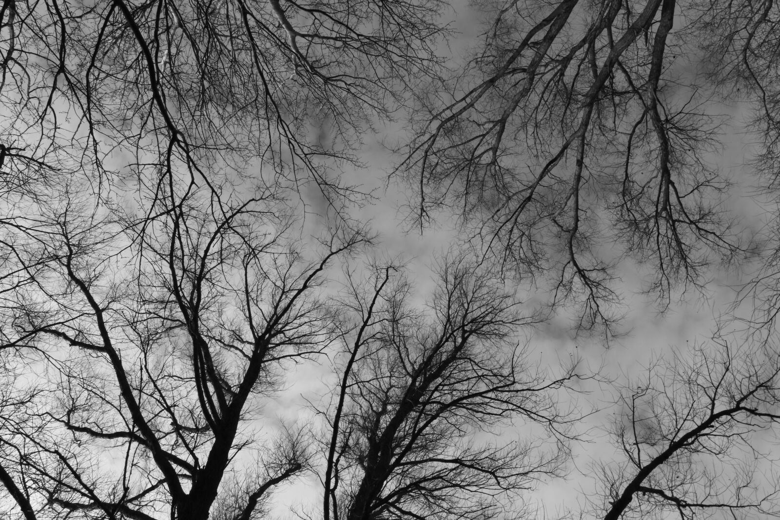 Canon EF-S 18-135mm F3.5-5.6 IS USM sample photo. Trees, treetops, branches photography