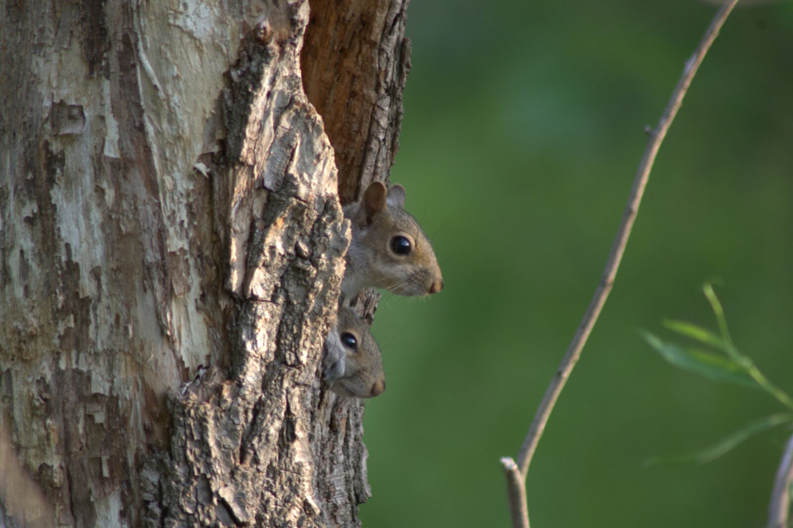 Pentax K-x sample photo. Squirrel, baby, mother photography