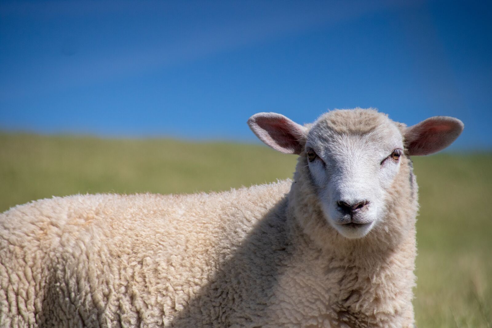 Canon EOS 750D (EOS Rebel T6i / EOS Kiss X8i) sample photo. Sheep, animal, summer photography
