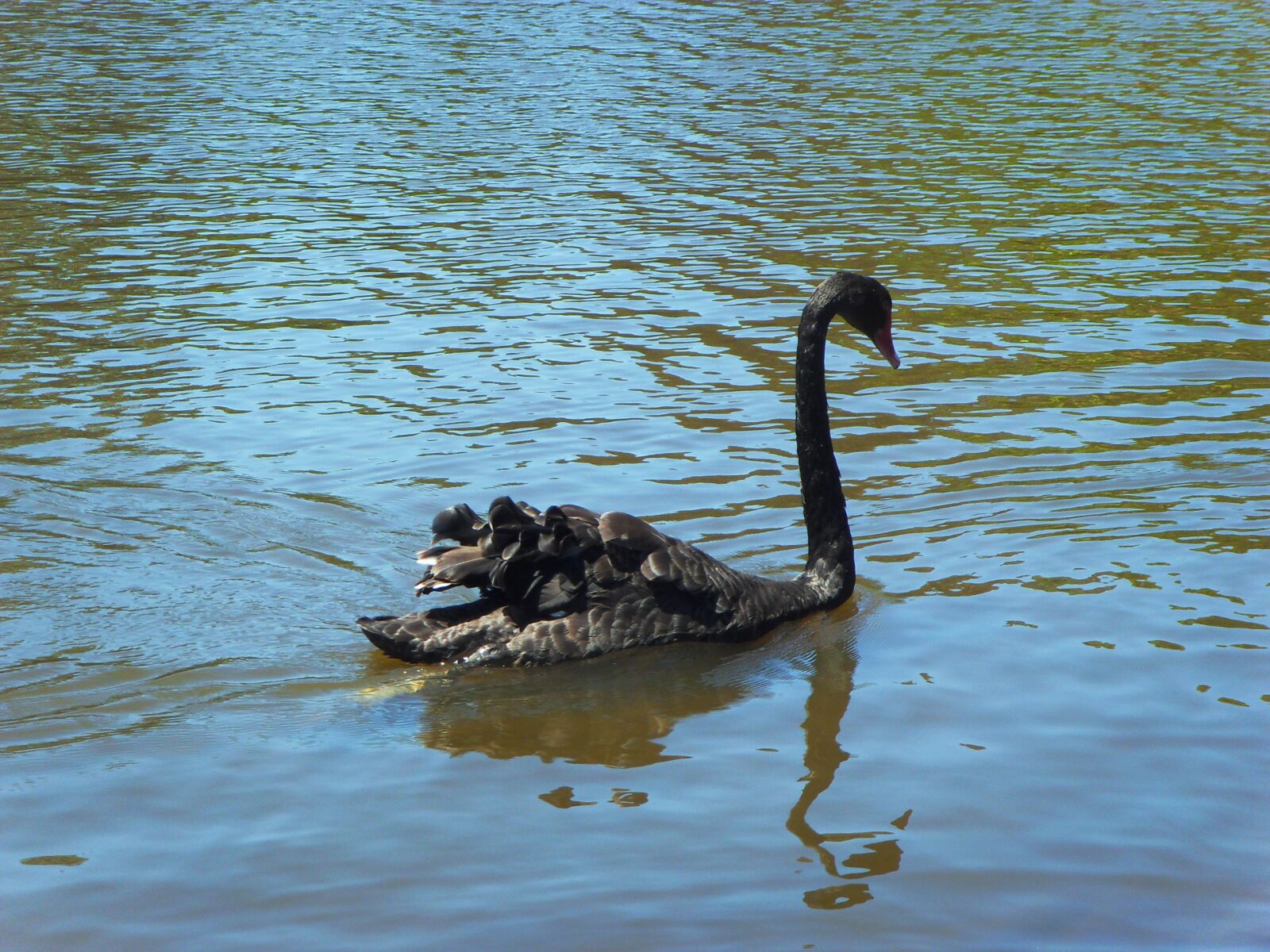 Samsung NV4,  VLUU NV4 sample photo. The black swan, river photography