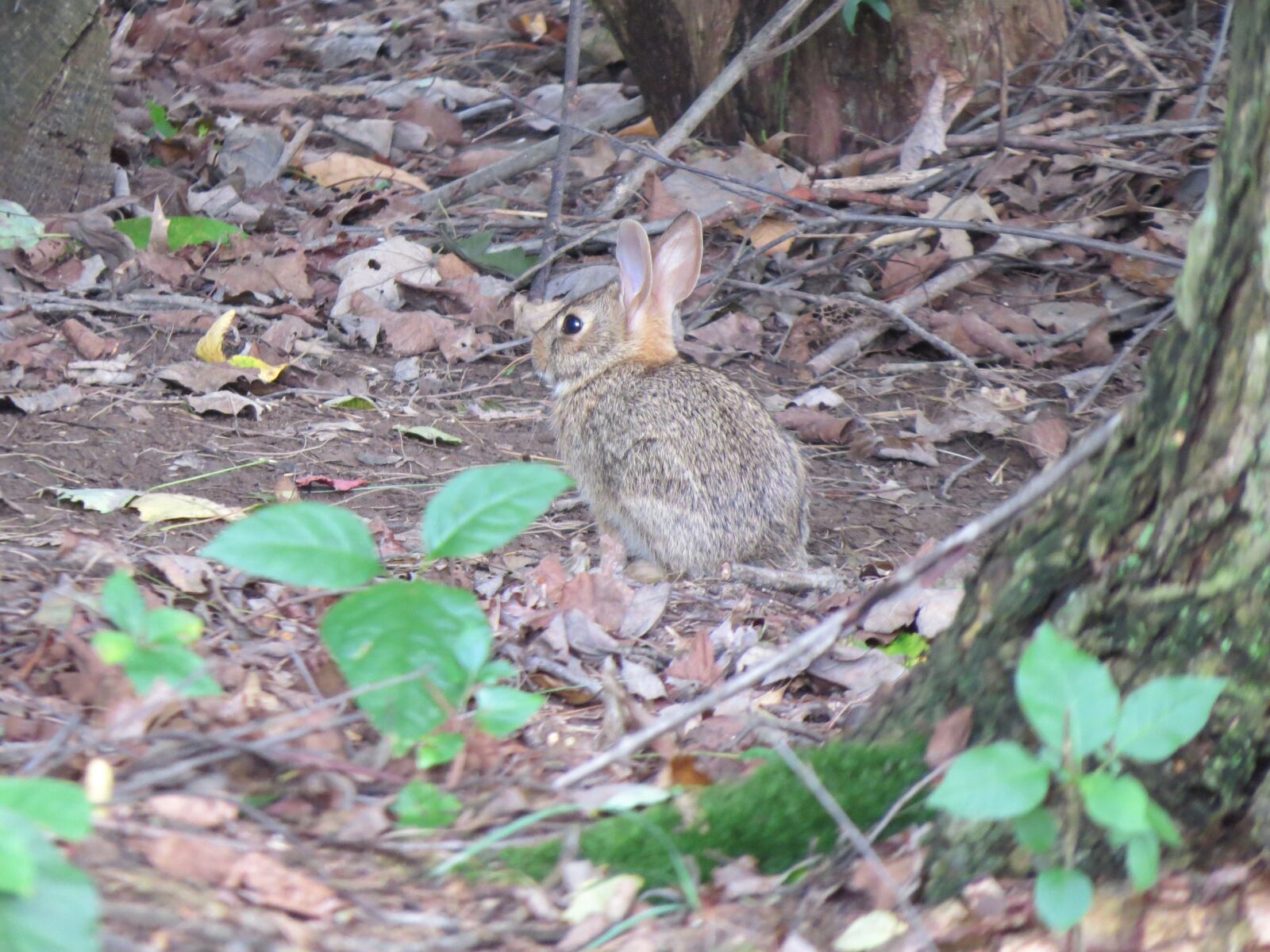 Canon PowerShot SX50 HS sample photo. Backyard, bunny, nature photography