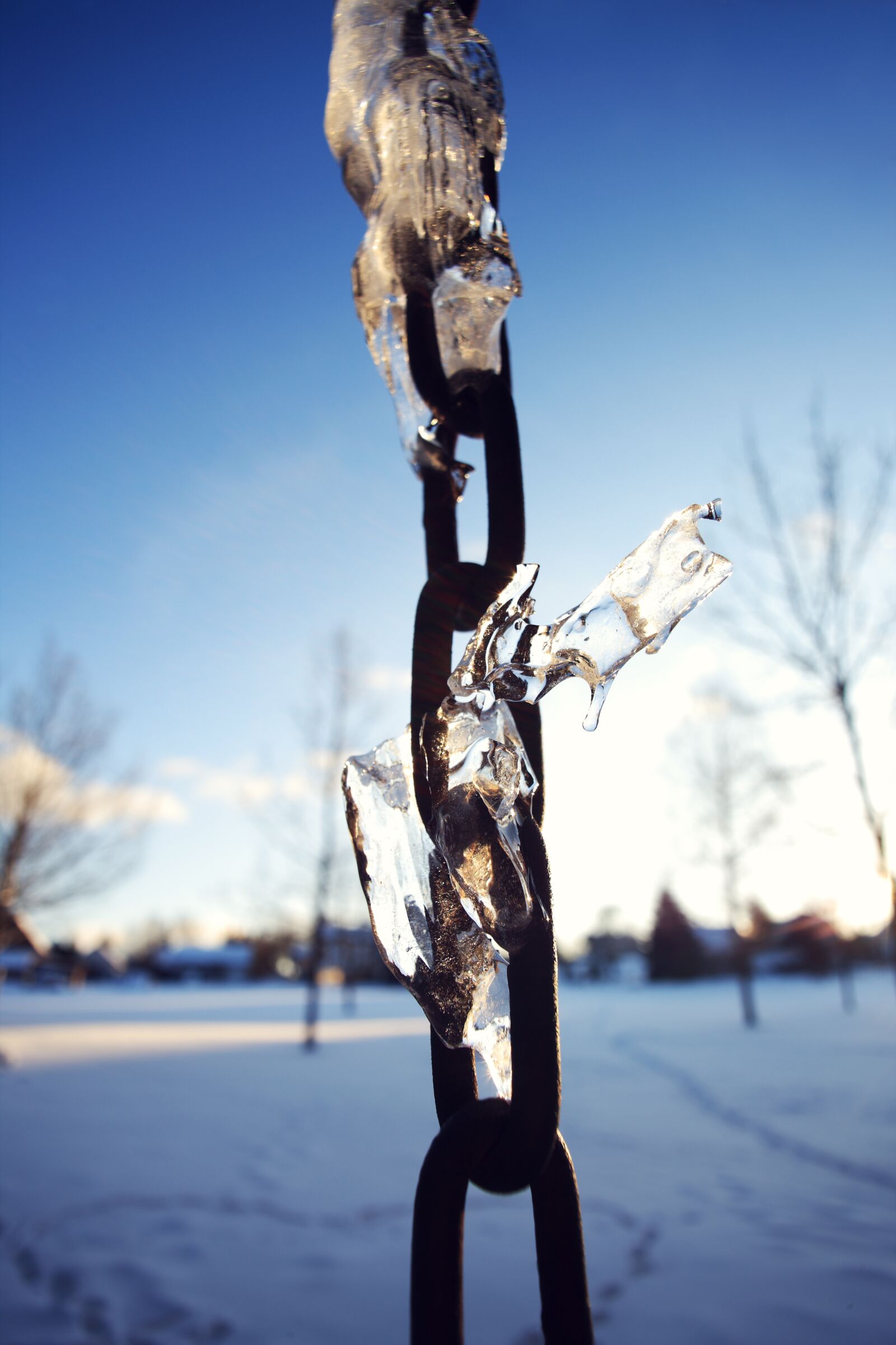 Canon EOS-1Ds Mark III sample photo. Cold, frost, ice photography