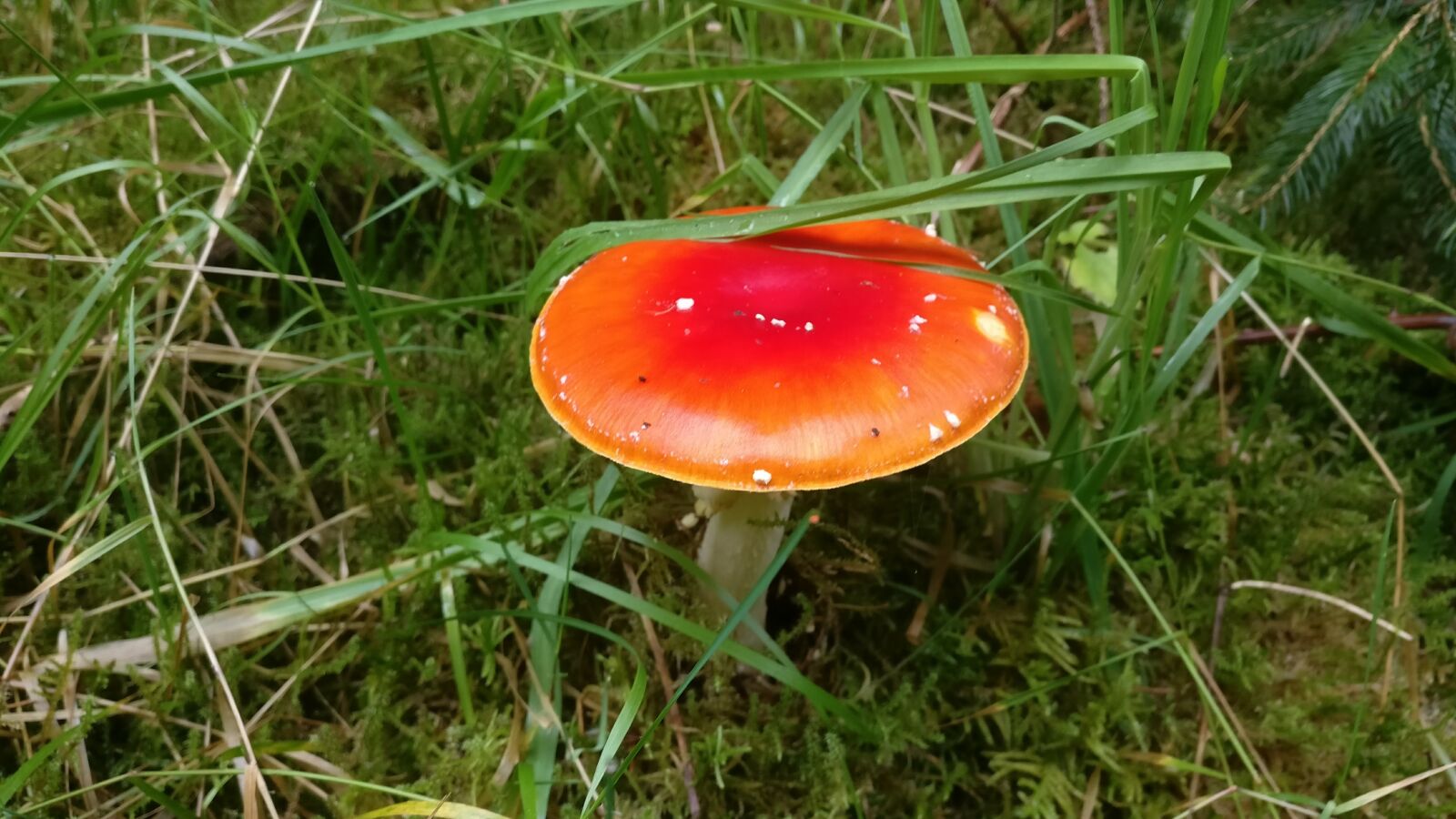 OnePlus A3003 sample photo. Sponge, red, forest photography