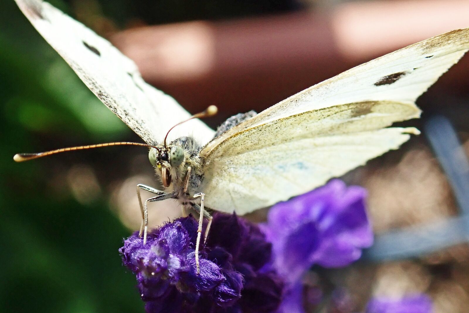 Olympus TG-5 sample photo. Butterfly, white, insect photography