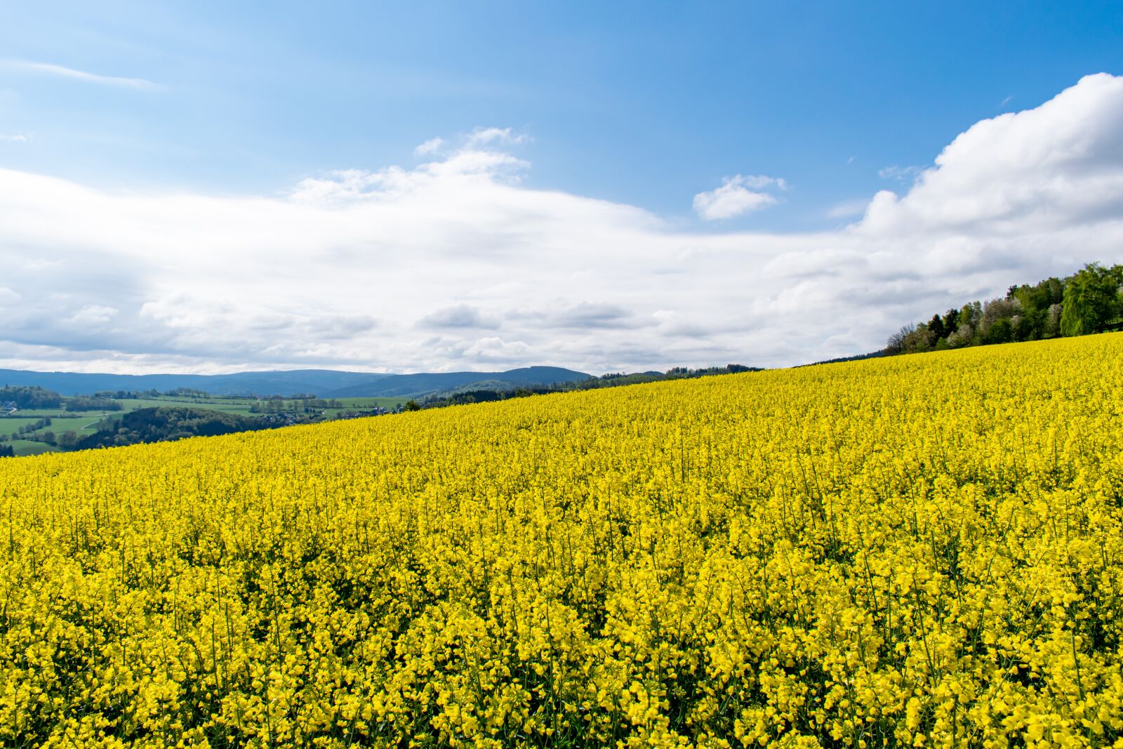 Nikon D5300 sample photo. Oilseed rape, field of photography