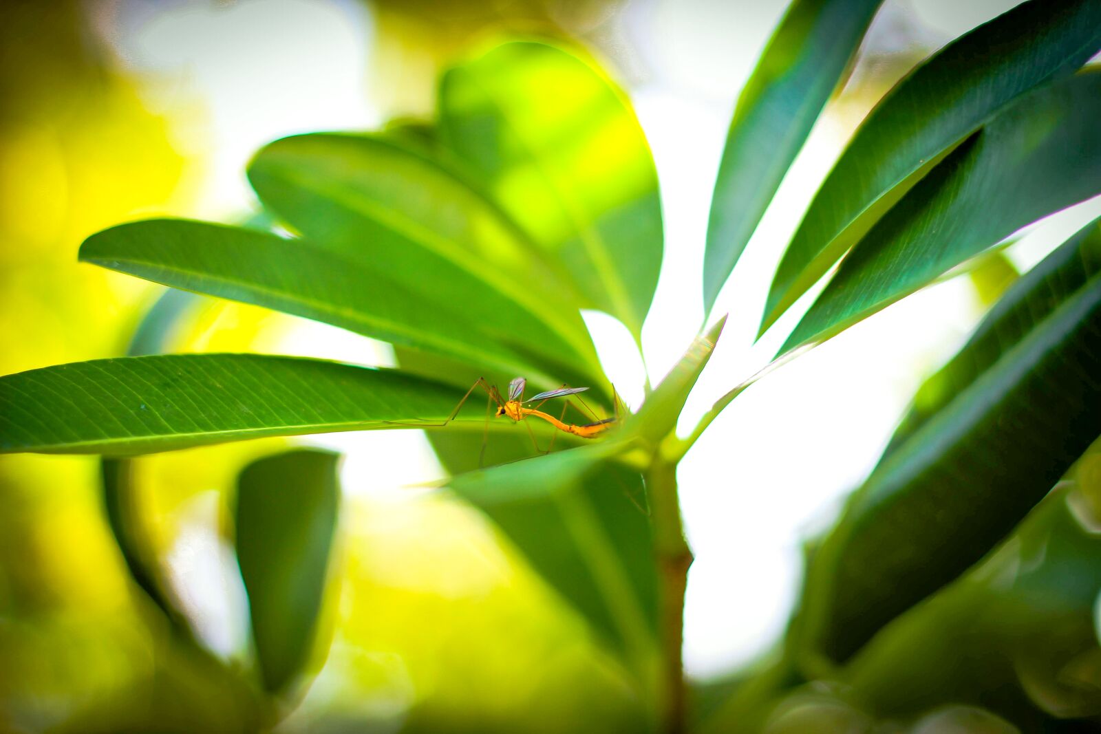 Canon EOS 60D + Canon EF 50mm F1.8 II sample photo. Nature, macro photo, butterflies photography