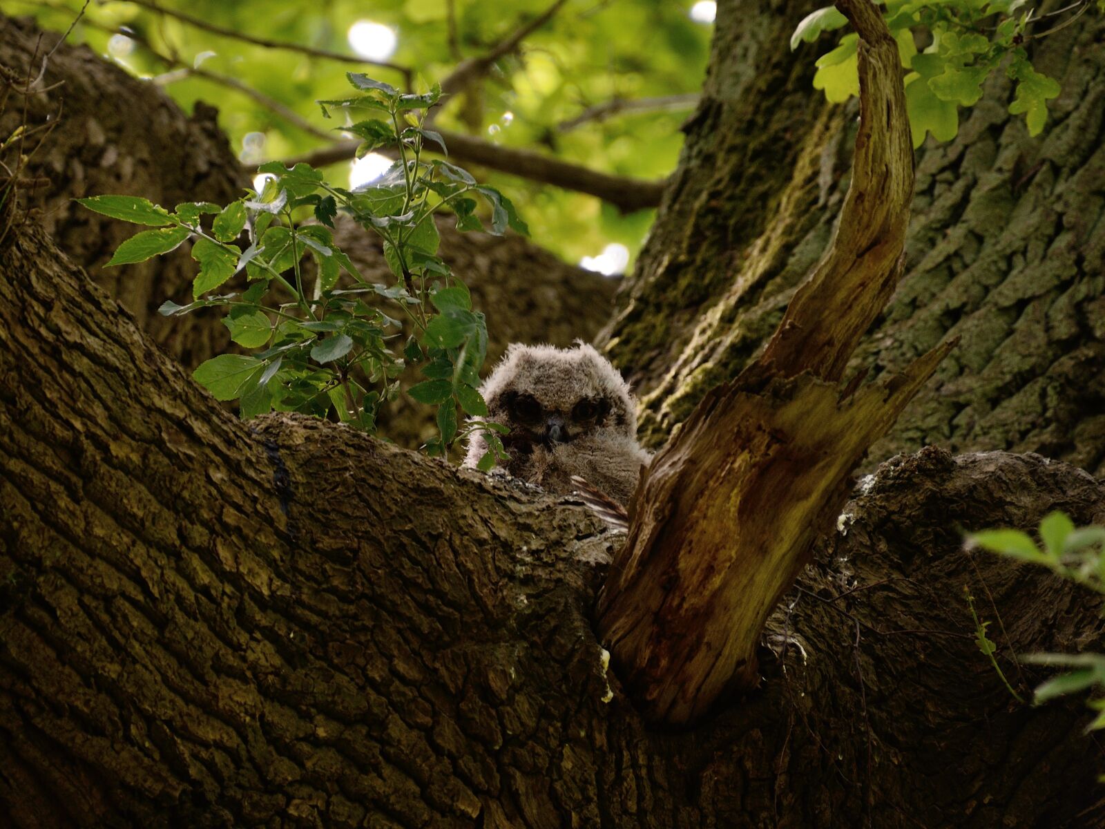 Nikon D7000 sample photo. Eagle owl, bird of photography