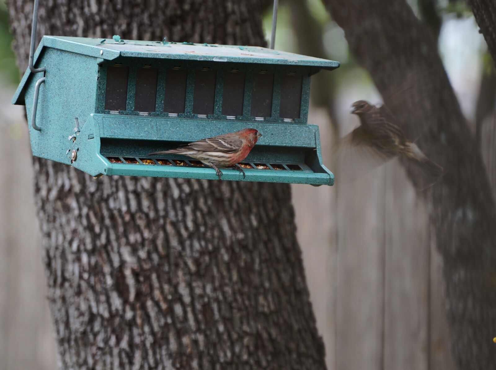 Nikon D7000 sample photo. House, finch, feeder photography