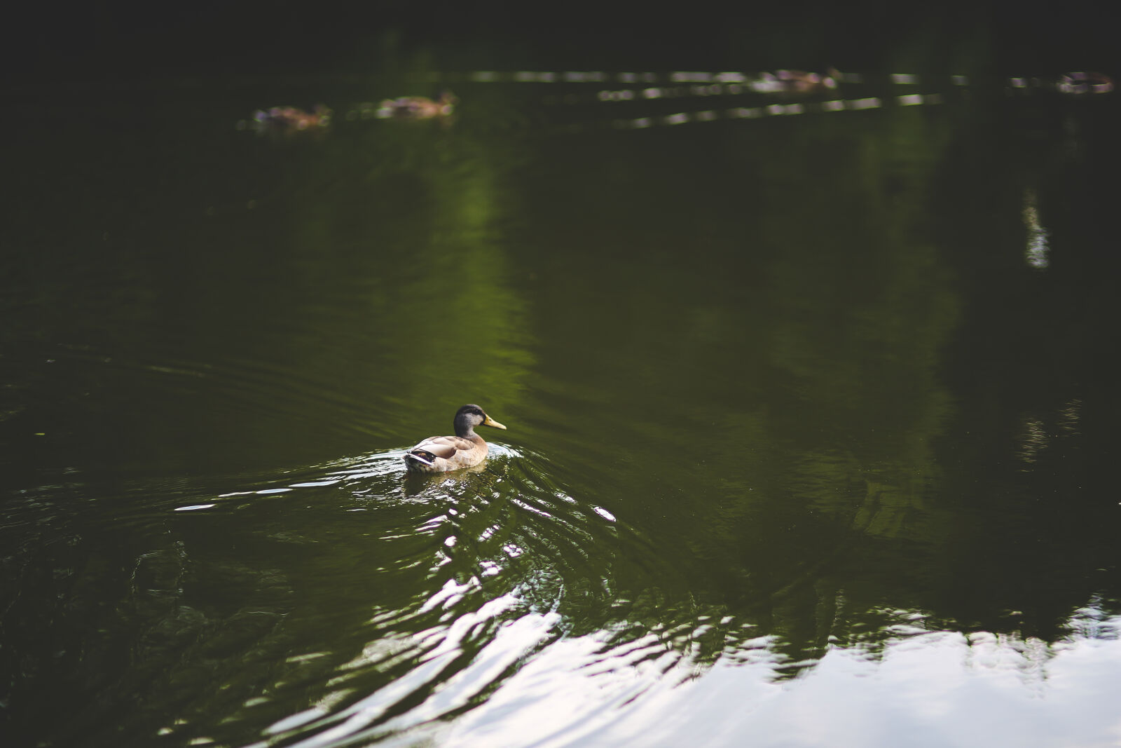 Canon EOS 6D + Sigma 85mm F1.4 EX DG HSM sample photo. Duck, in, the, water photography