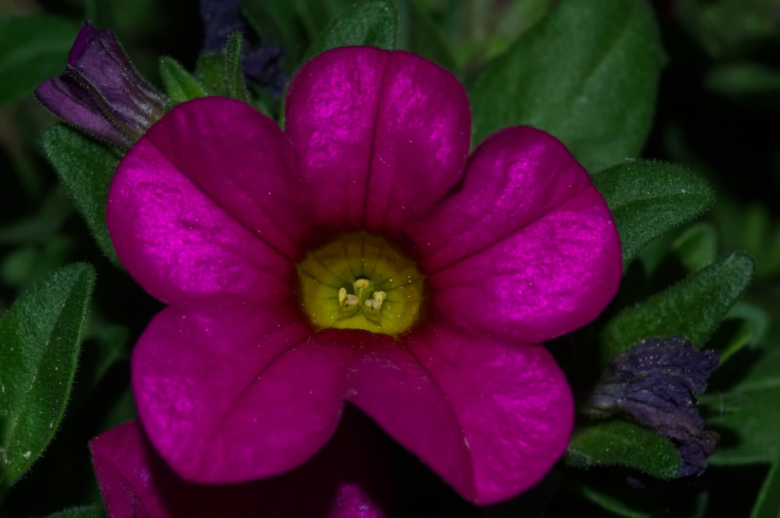 Nikon D3100 sample photo. Flower, plant, purple photography