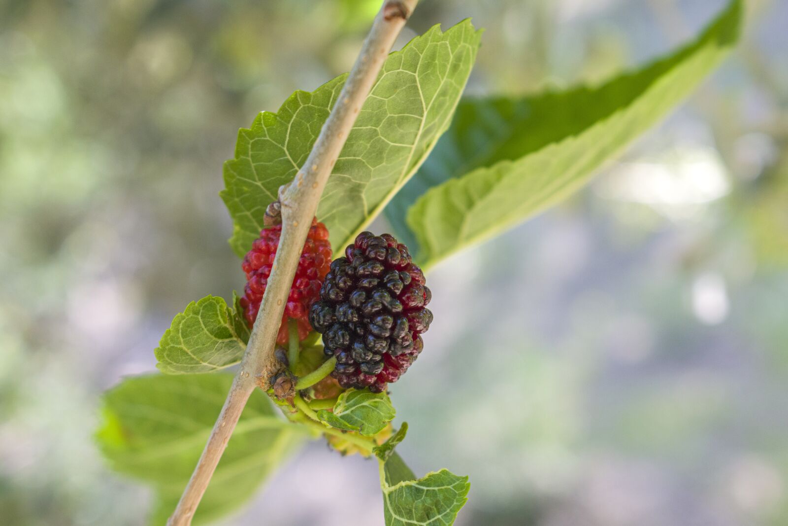 Nikon D3300 sample photo. Natural, organic, berry photography