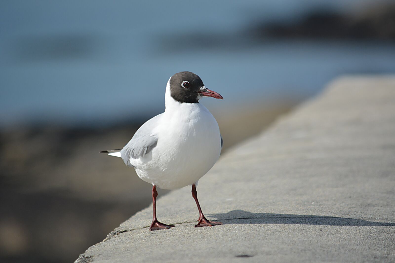 Nikon D5200 sample photo. Bird, seagull, tern photography