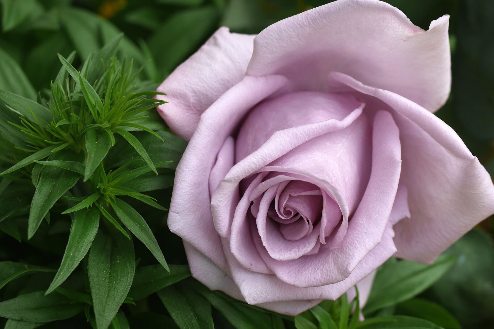 Panasonic Lumix DMC-GX7 sample photo. Rose, lilac, nature photography