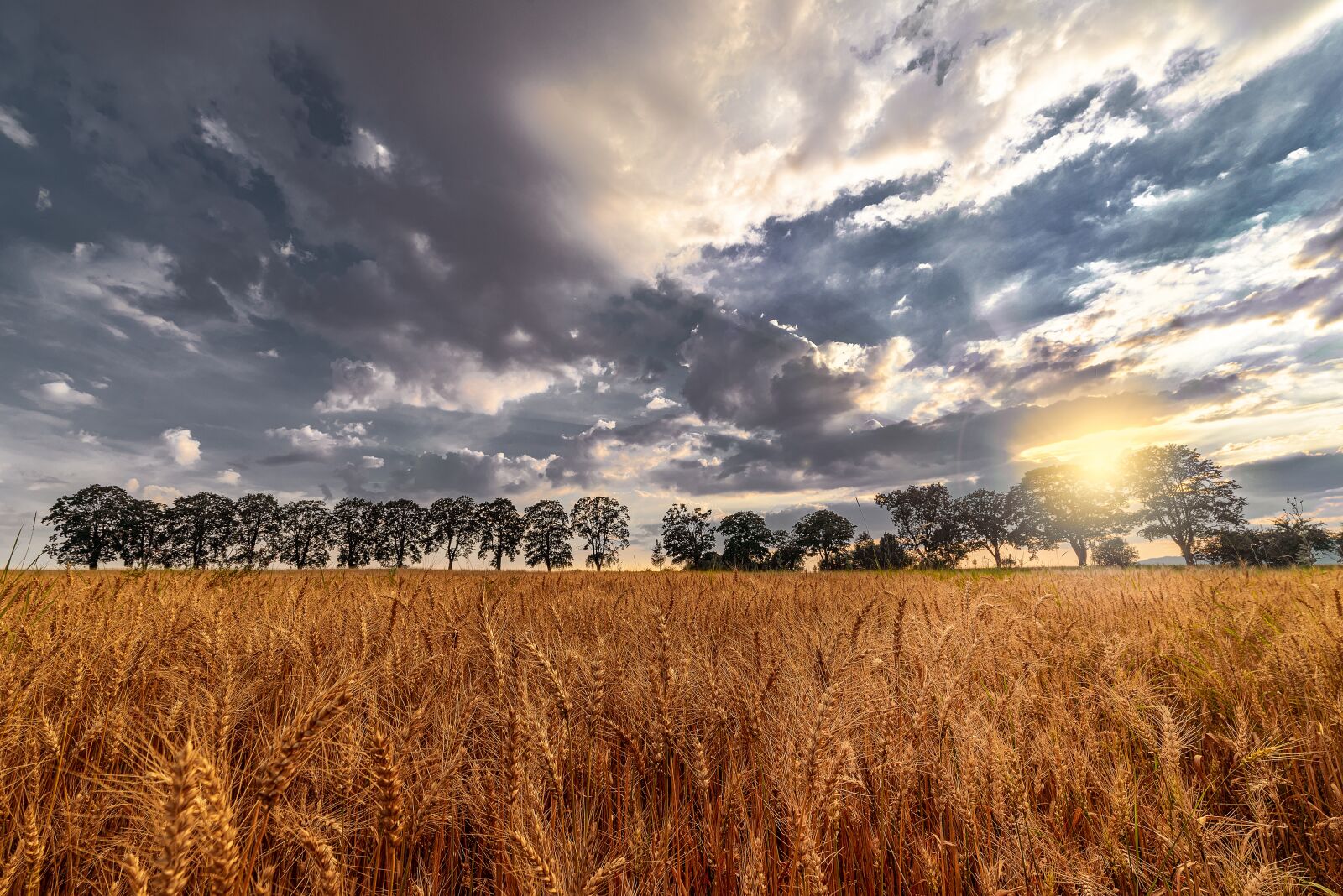 Nikon D750 sample photo. Field, wheat, countryside photography