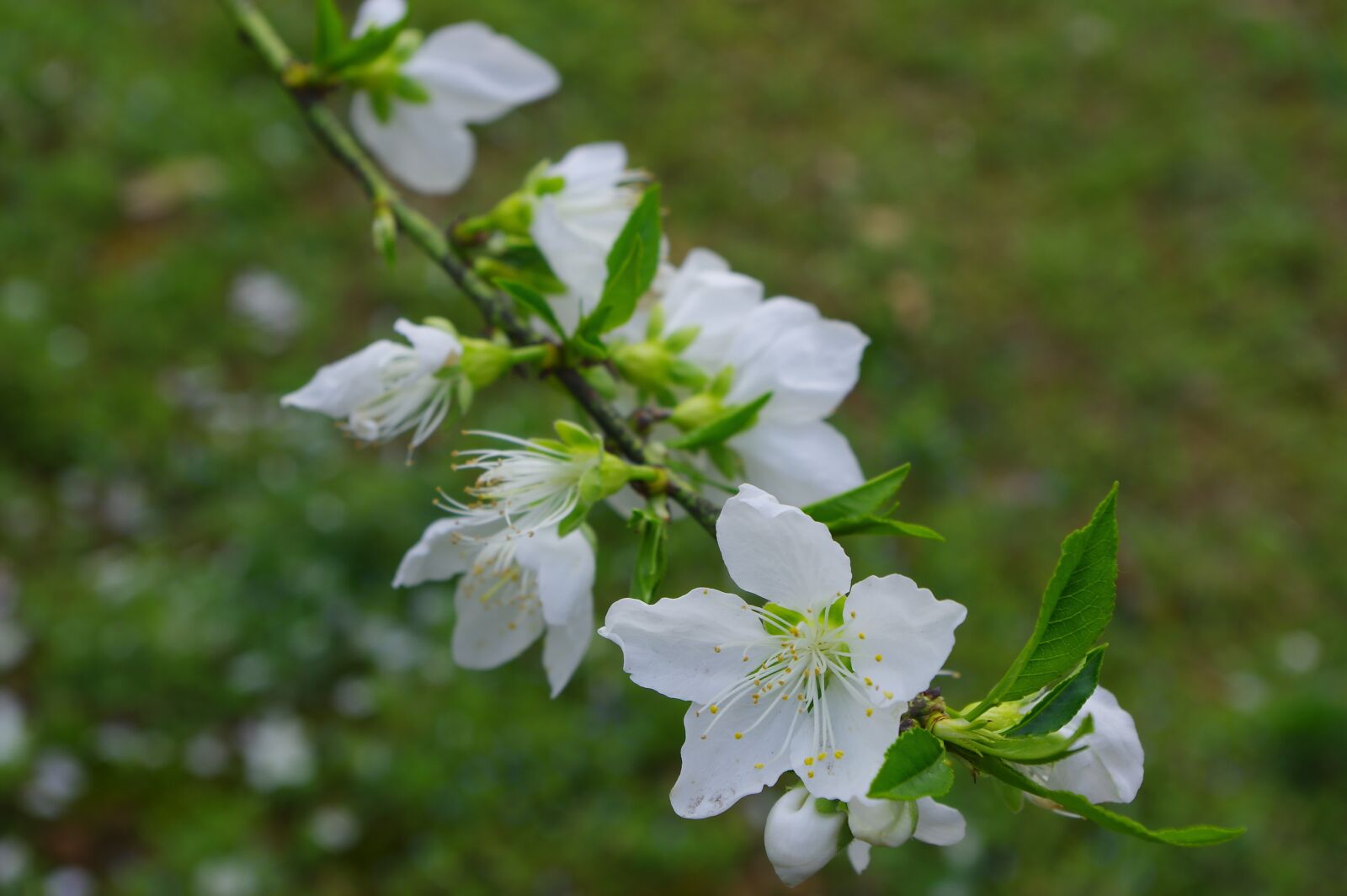 Pentax K-3 sample photo. Spring, flower, white photography