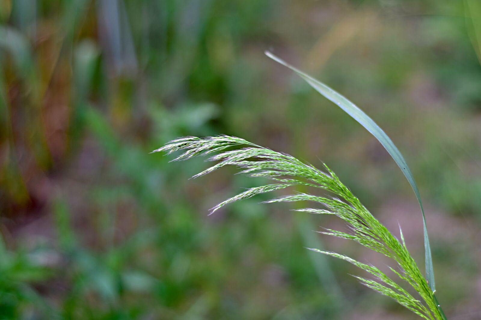 Nikon D5300 sample photo. Grass, blade, meadow photography
