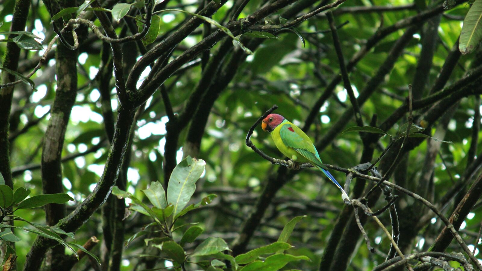 Canon EOS 1300D (EOS Rebel T6 / EOS Kiss X80) sample photo. Parrot, parakeet, bird photography
