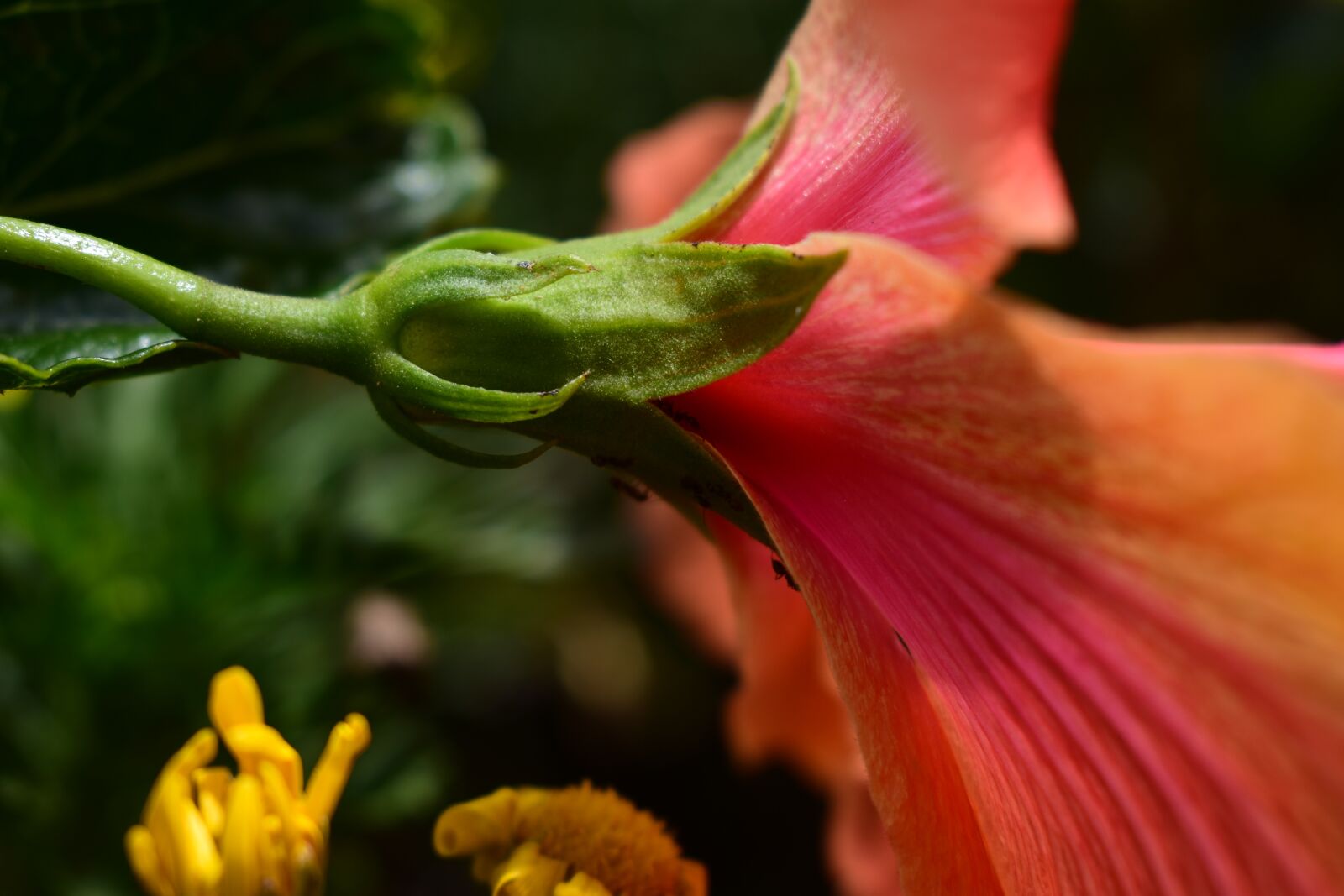 Nikon D3400 sample photo. Flower, nature, plant photography