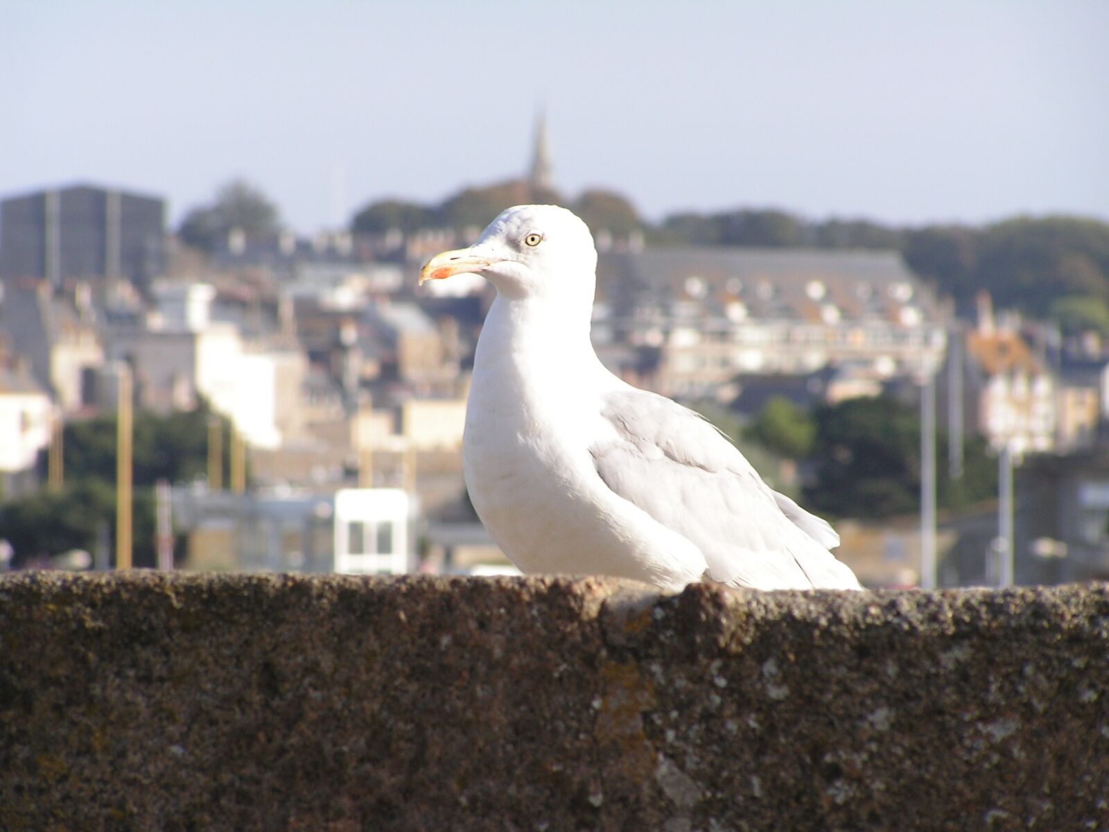 KONICA MINOLTA DiMAGE Z2 sample photo. Seagull photography