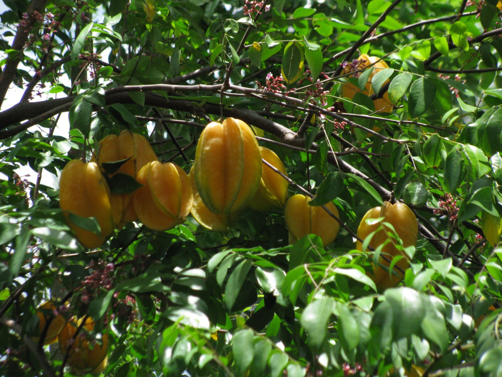 Canon POWERSHOT SX100 IS sample photo. Star fruit, fruit, tree photography