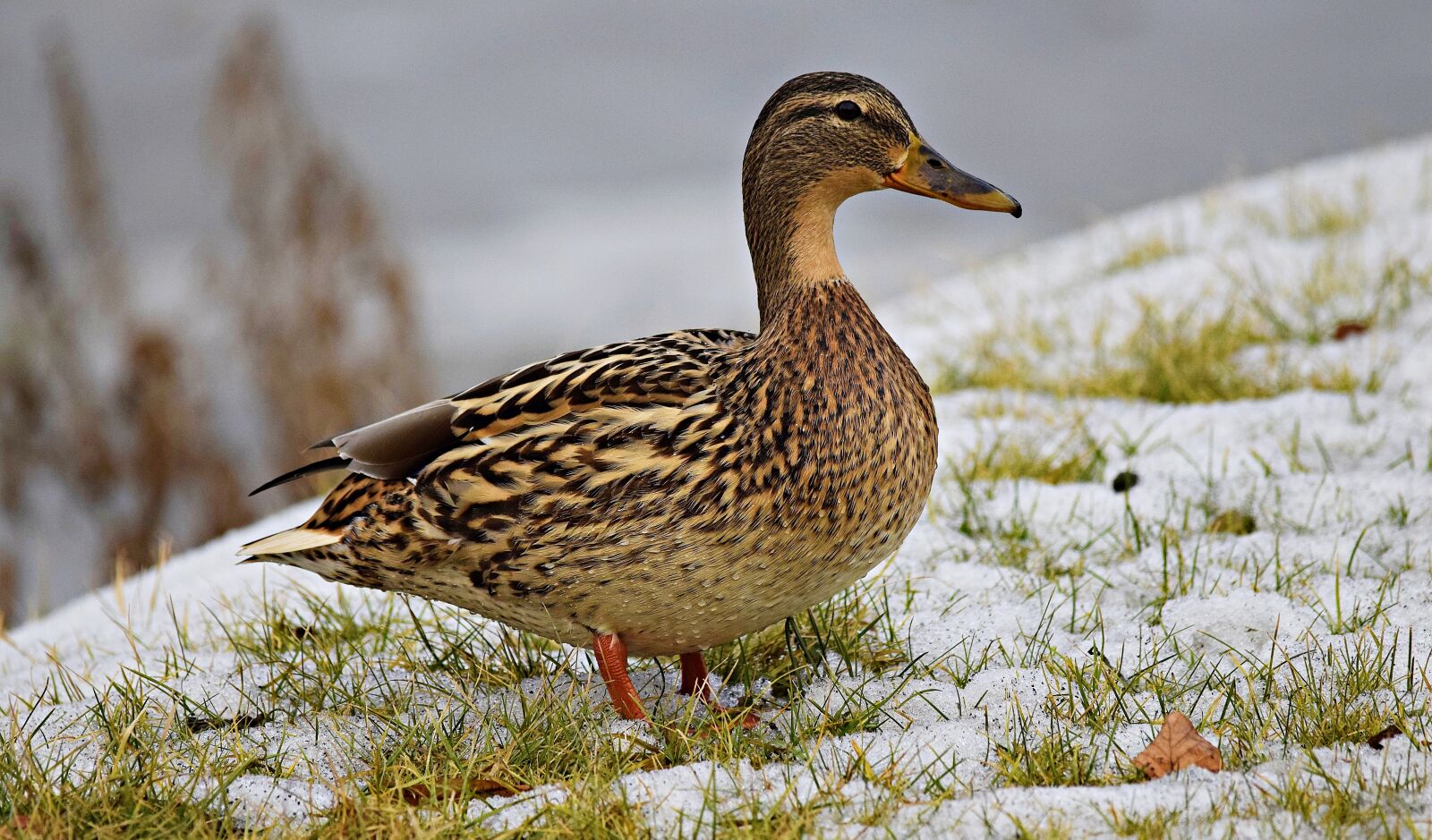 Nikon D5300 sample photo. Duck, nature, ducks photography