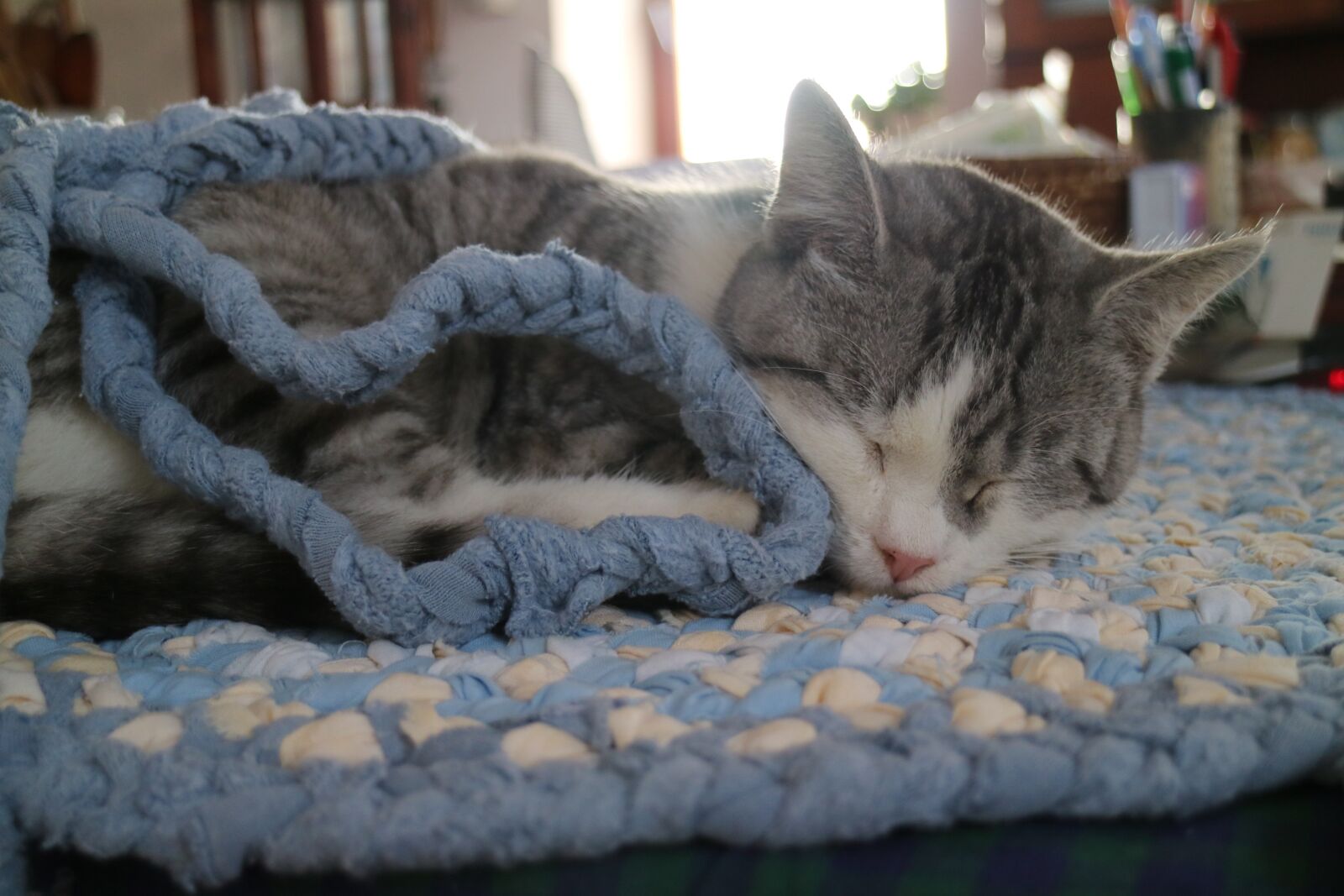Canon EOS M3 sample photo. Cat, animal, pet photography