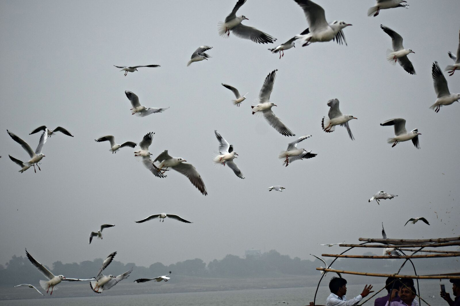 Nikon D3300 sample photo. Seagulls, flying, ganges photography