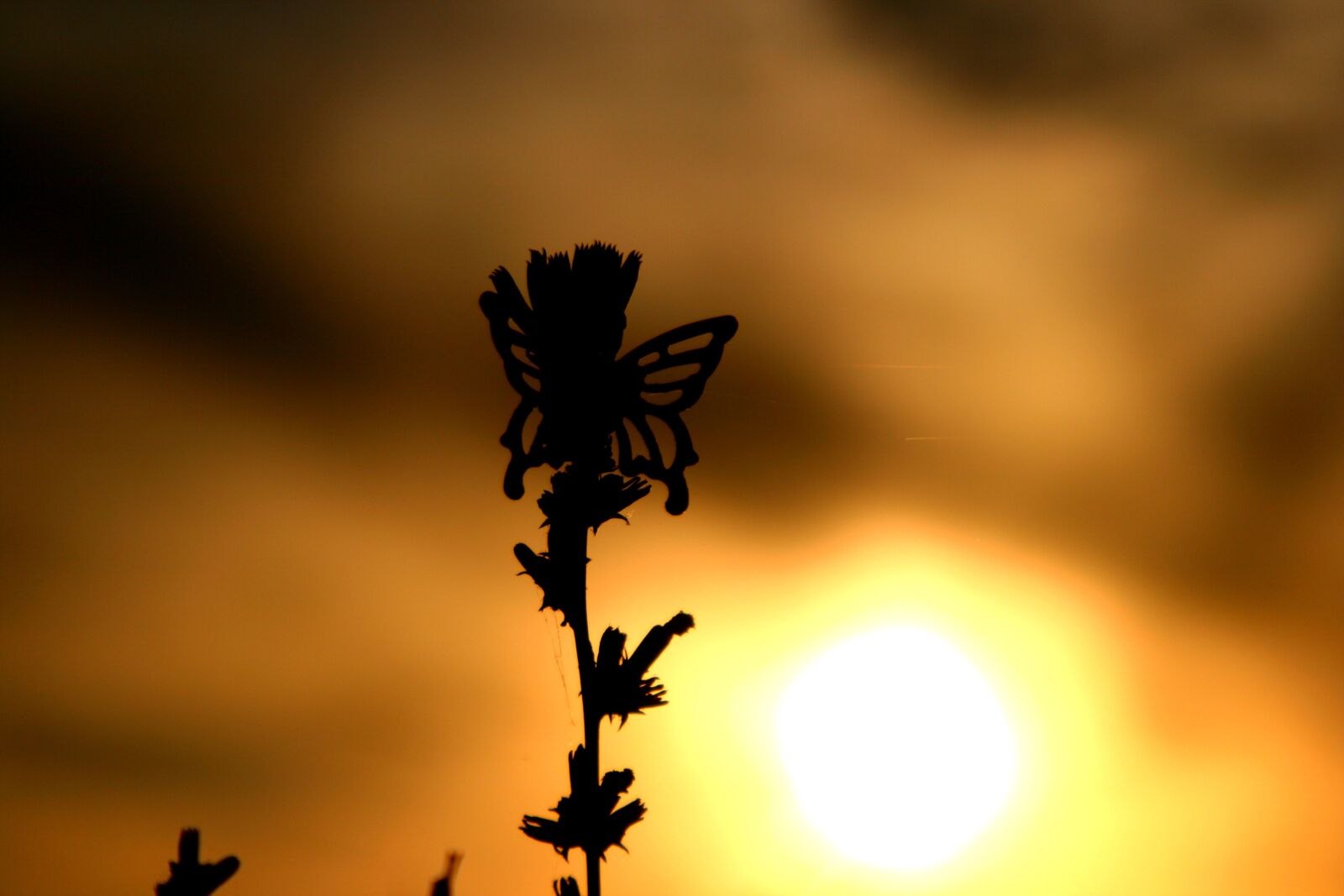 Canon EOS 400D (EOS Digital Rebel XTi / EOS Kiss Digital X) sample photo. Butterflies, east, sky photography