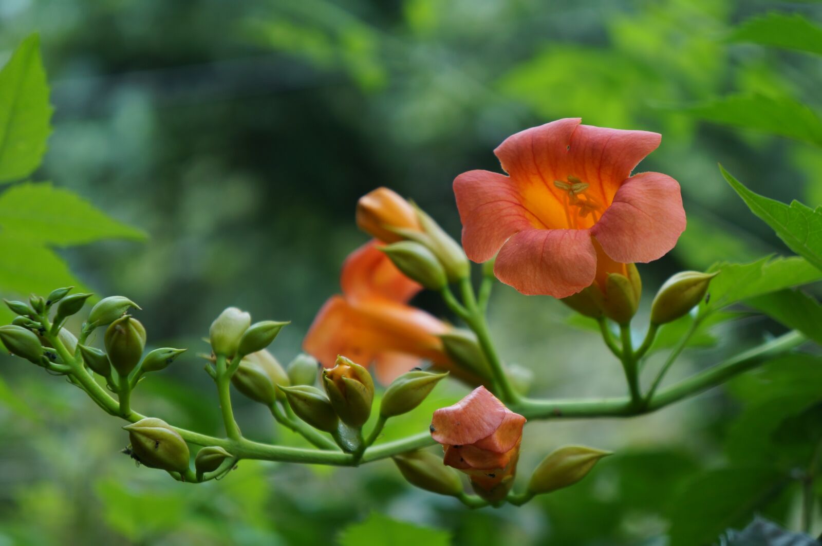 Sony Alpha NEX-5R + Sony E 18-55mm F3.5-5.6 OSS sample photo. Flower, trumpet creeper, plant photography
