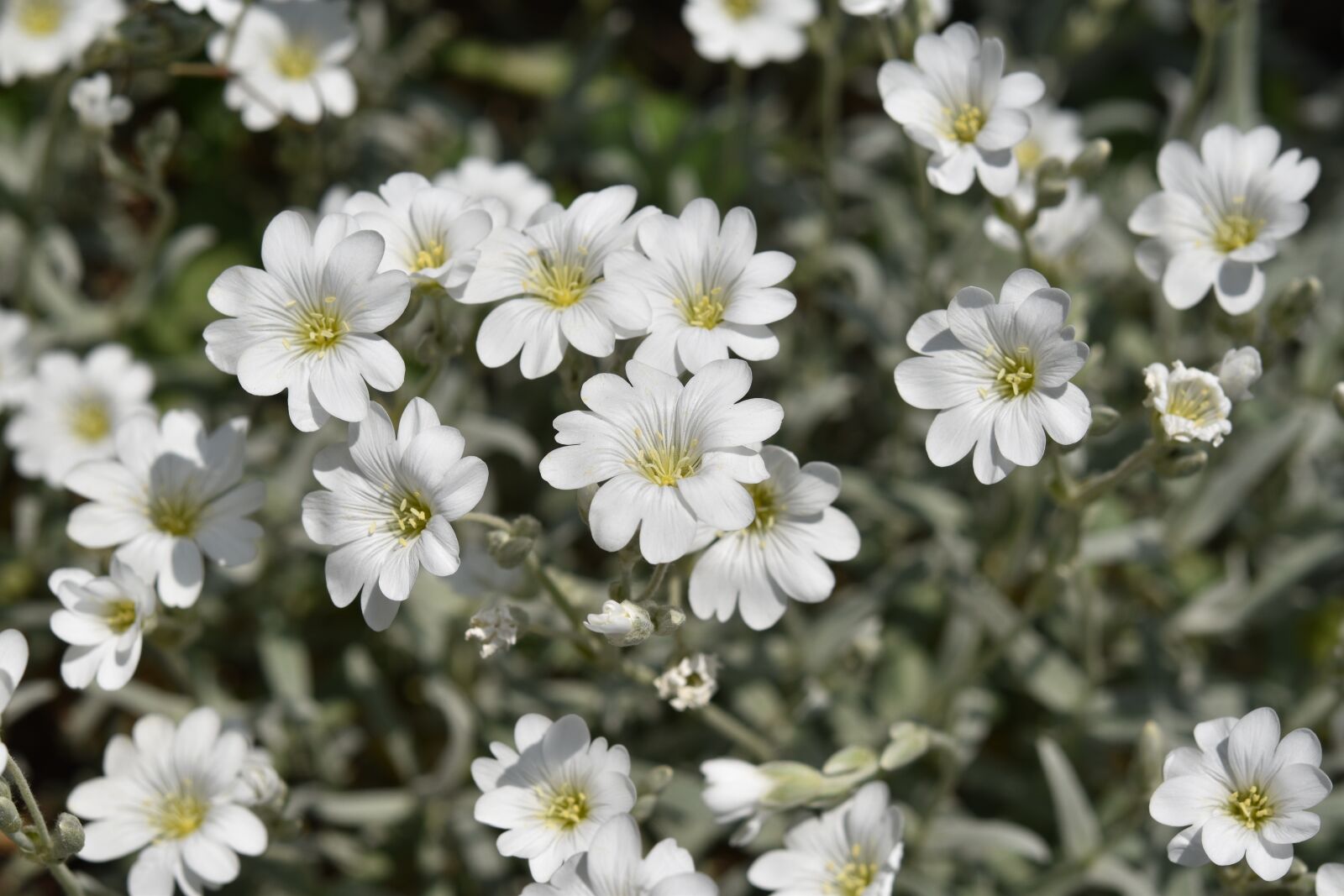 Nikon D5600 sample photo. Flowers, white flowers, flowers photography