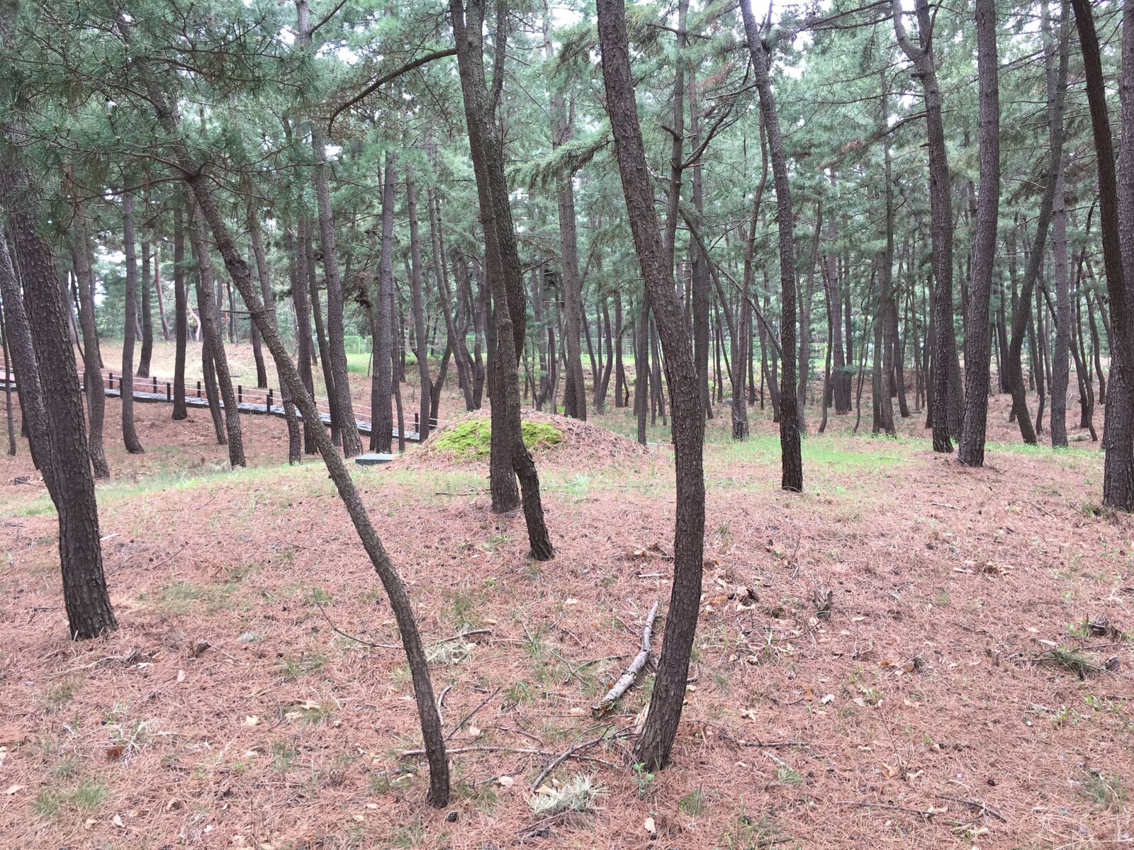 Apple iPhone 6s sample photo. Tree, green, nature photography