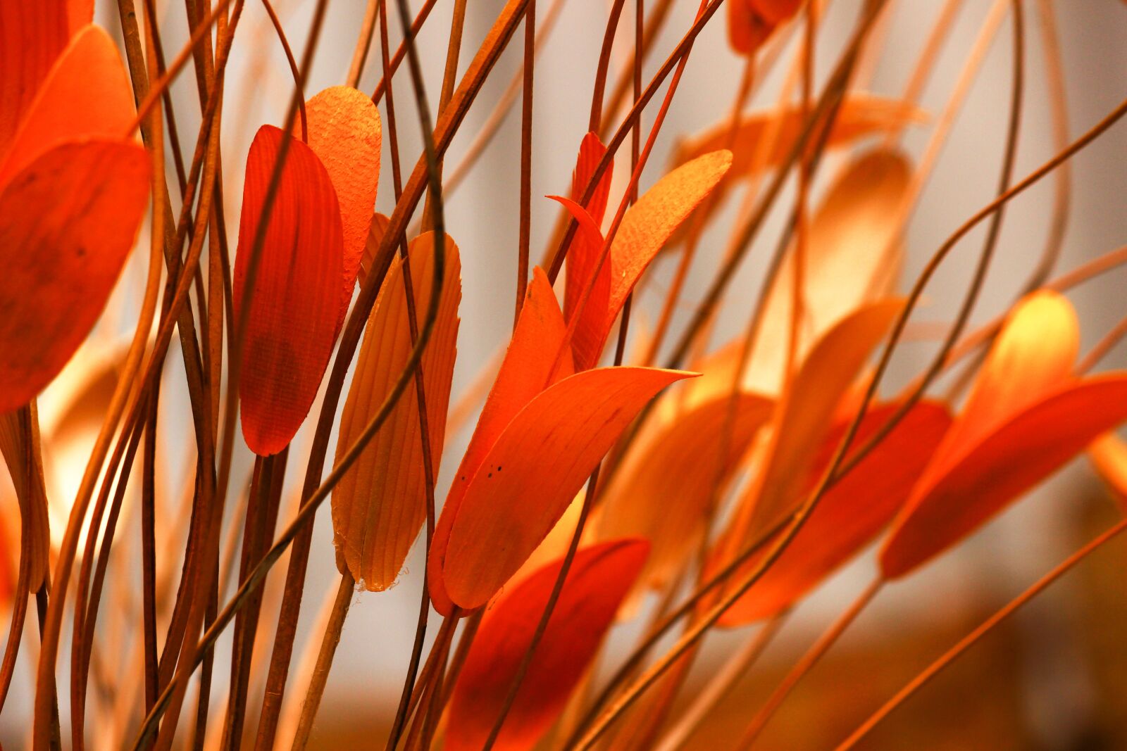 Canon EOS 600D (Rebel EOS T3i / EOS Kiss X5) sample photo. Leaf, orange leaves, cuttlefish photography